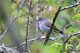 Taiga Flycatcher